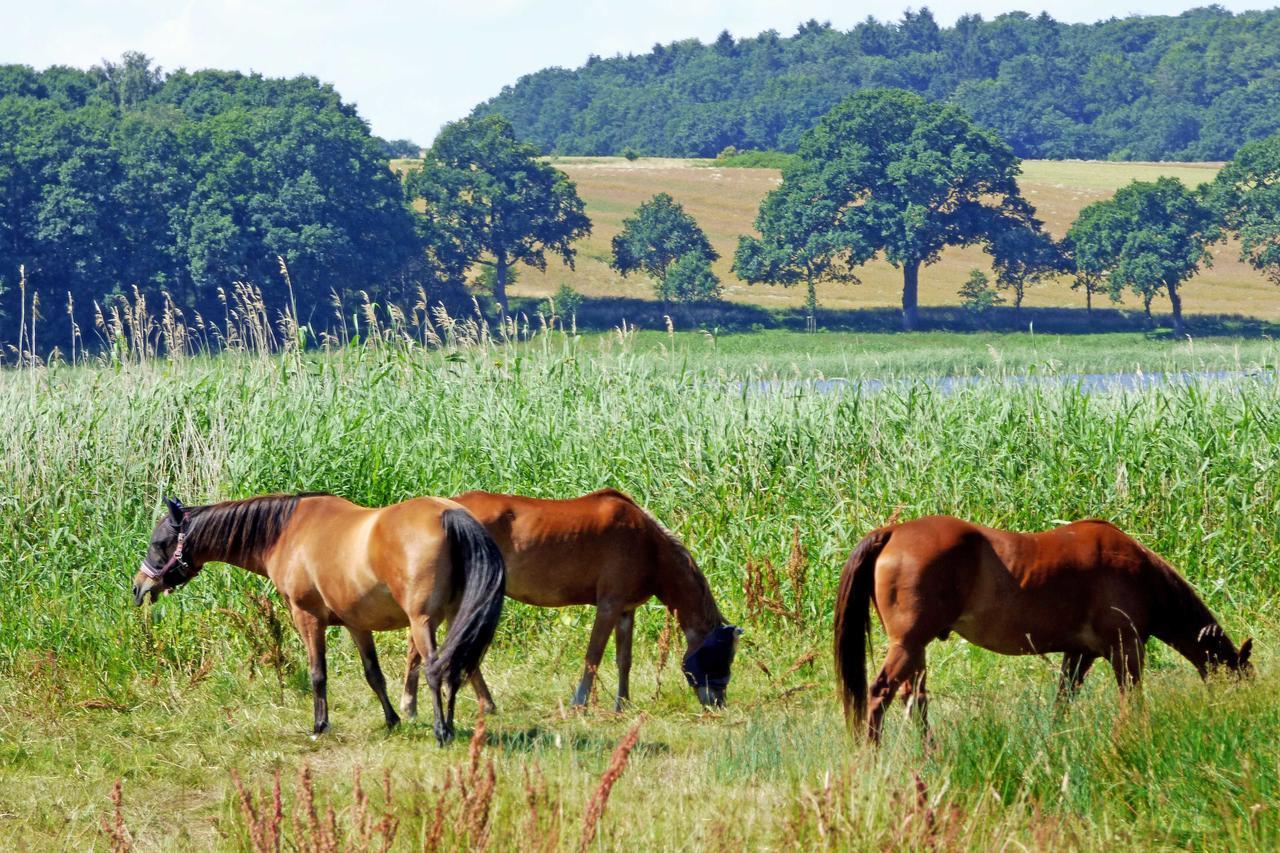 Selliner Ferienwohnungen Luaran gambar
